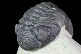 Bargain, Morocops Trilobite - Visible Eye Facets #119620-5